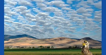 Where the Meadowlark Sings by Ellaraine Lockie