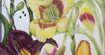 Wendy Hollander – Daylilies
