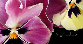 Pansies by Carol Barrett