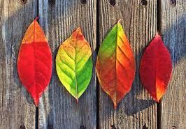 MER VOX Quarterly – Fall 2019
