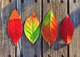 MER VOX Quarterly – Fall 2019