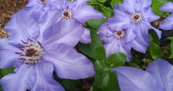 Lisa Hase-Jackson – Cucumbers in July