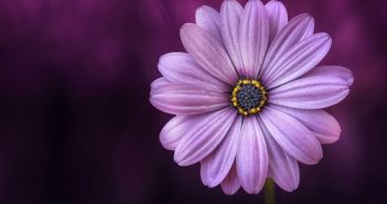 D.O. Moore – Mother’s Day Visitor