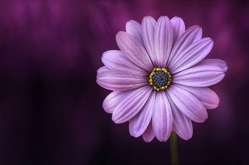D.O. Moore – Mother’s Day Visitor