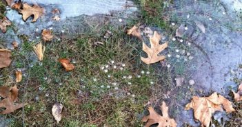 Autumn Renga