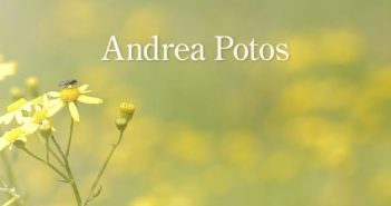 Marrow of Summer by Andrea Potos